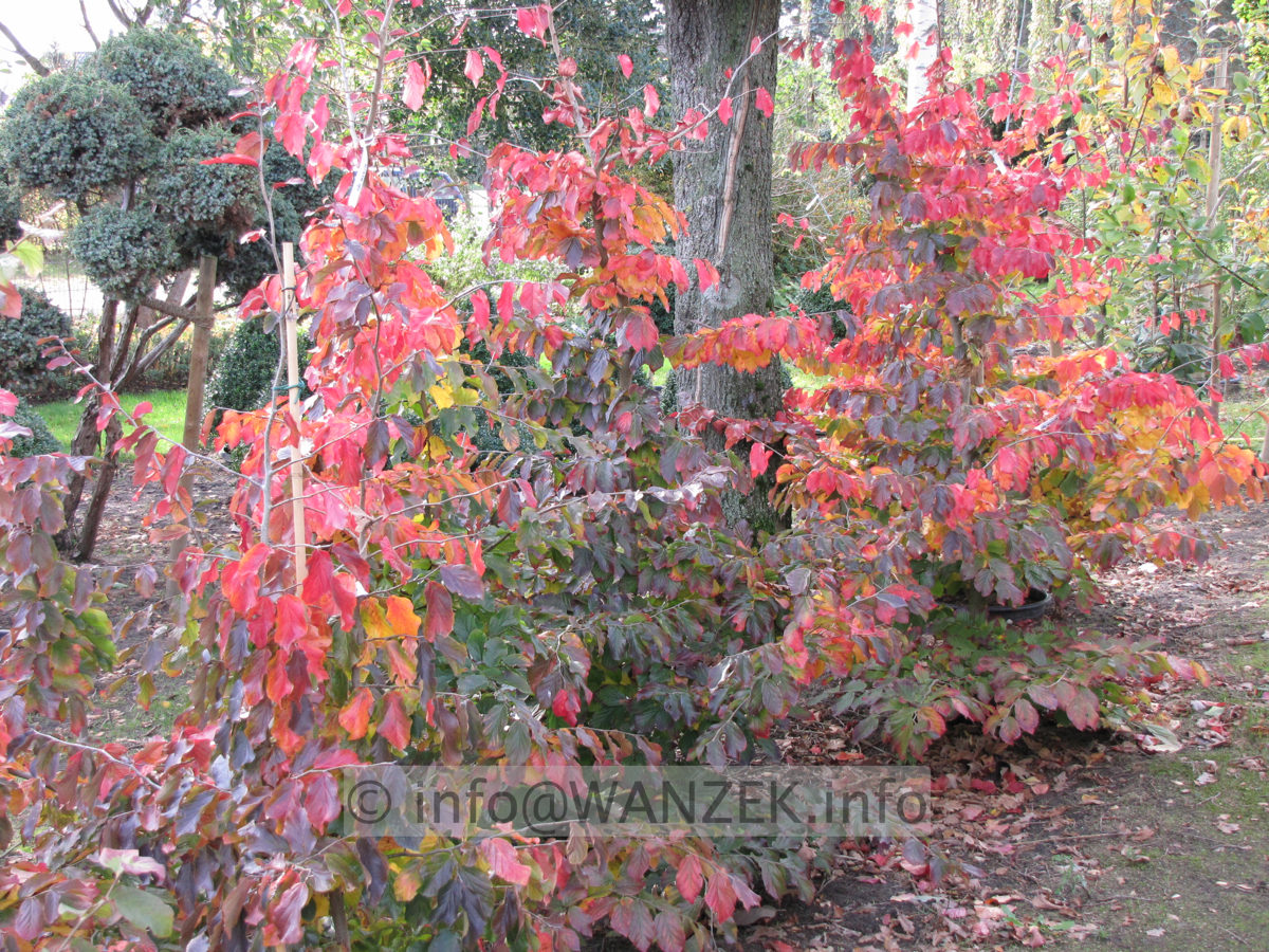 Parrotia persica 01 Herbstfaerbung 01.JPG